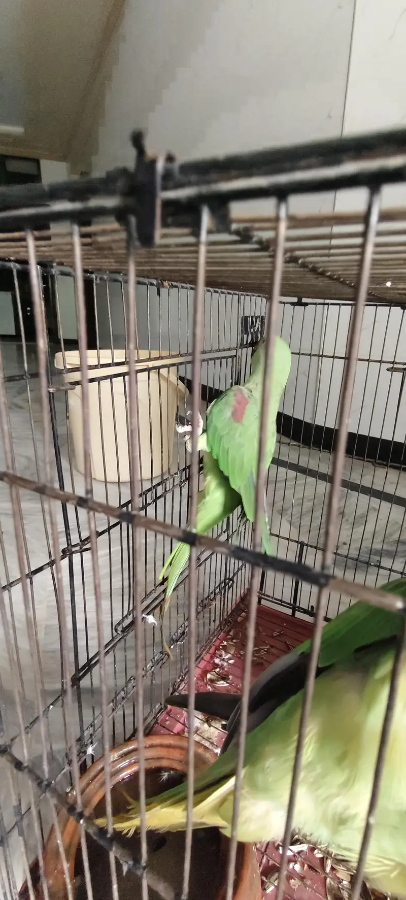 raw parrot 1 male 2 female — photo 12