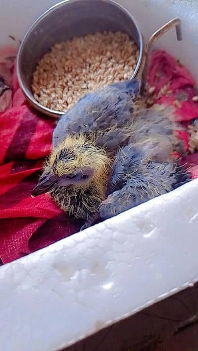 chick of jungli pigeon for free