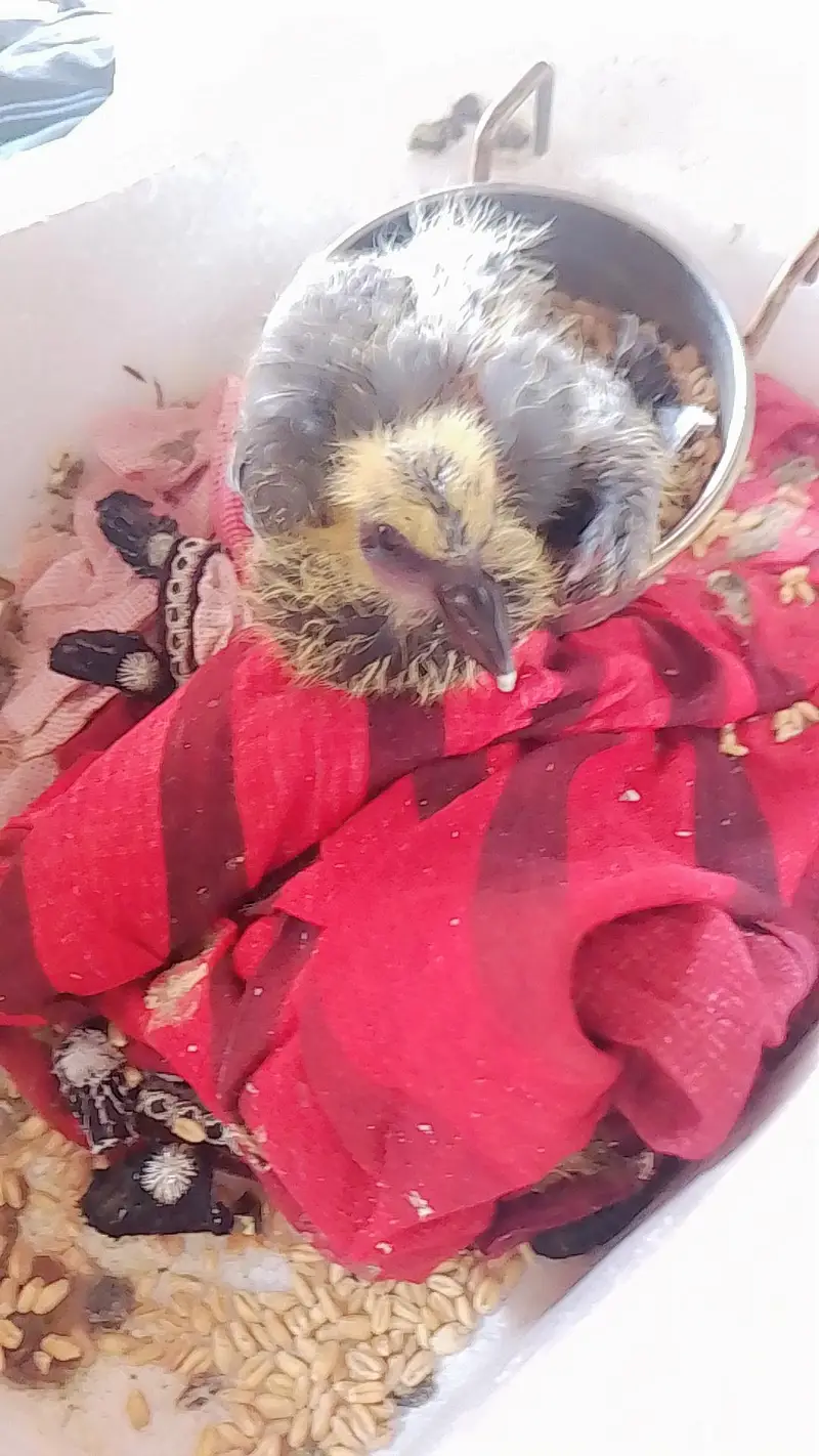 chick of jungli pigeon for free — photo 2