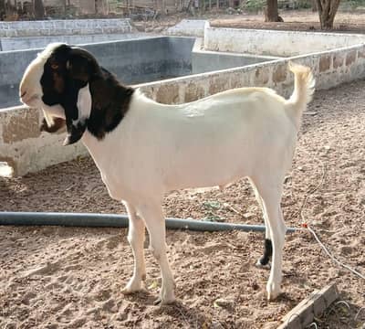 Fresh 2 dant andu male for sale gulabi goat bakra