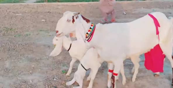 3 Bacchon Ka Sath Desi Bakri For Sale Call _ ___03279583582