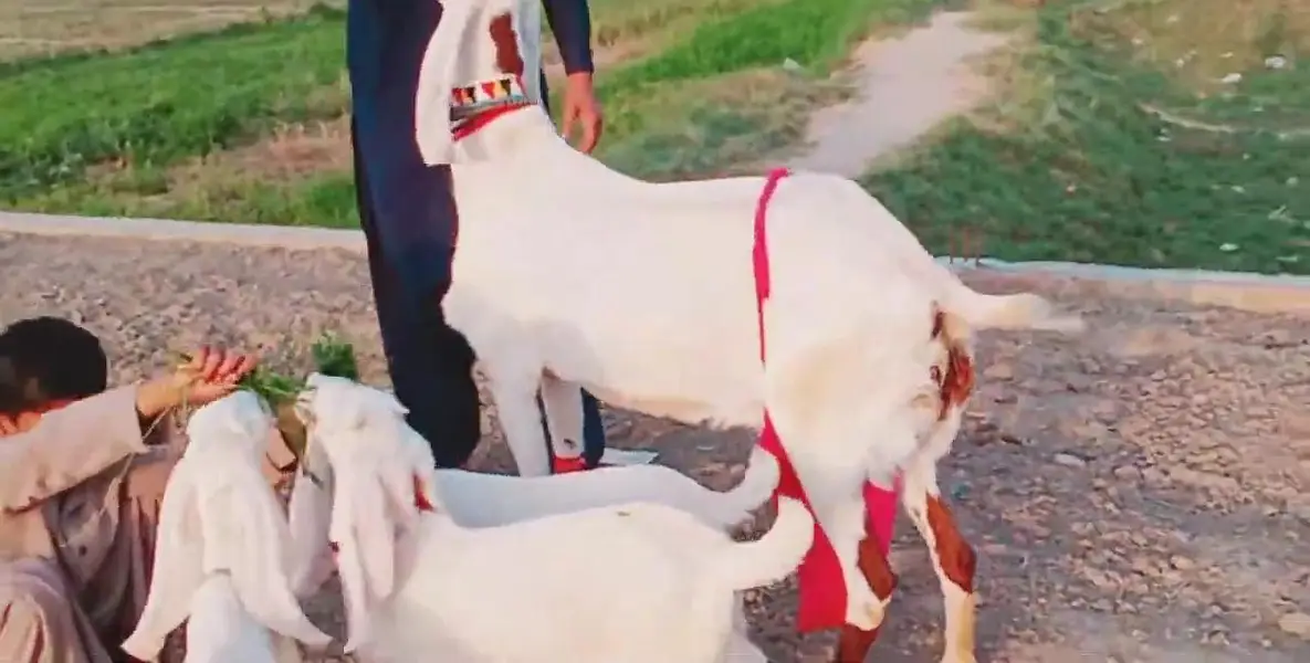 3 Bacchon Ka Sath Desi Bakri For Sale Call _ ___03279583582 — photo 2