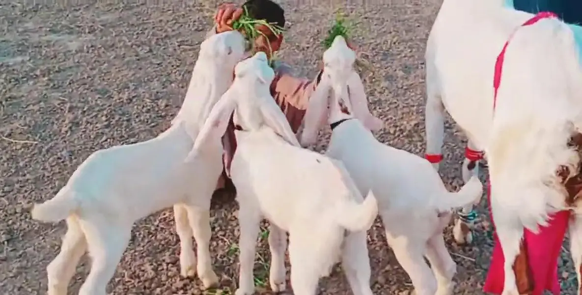 3 Bacchon Ka Sath Desi Bakri For Sale Call _ ___03279583582 — photo 3