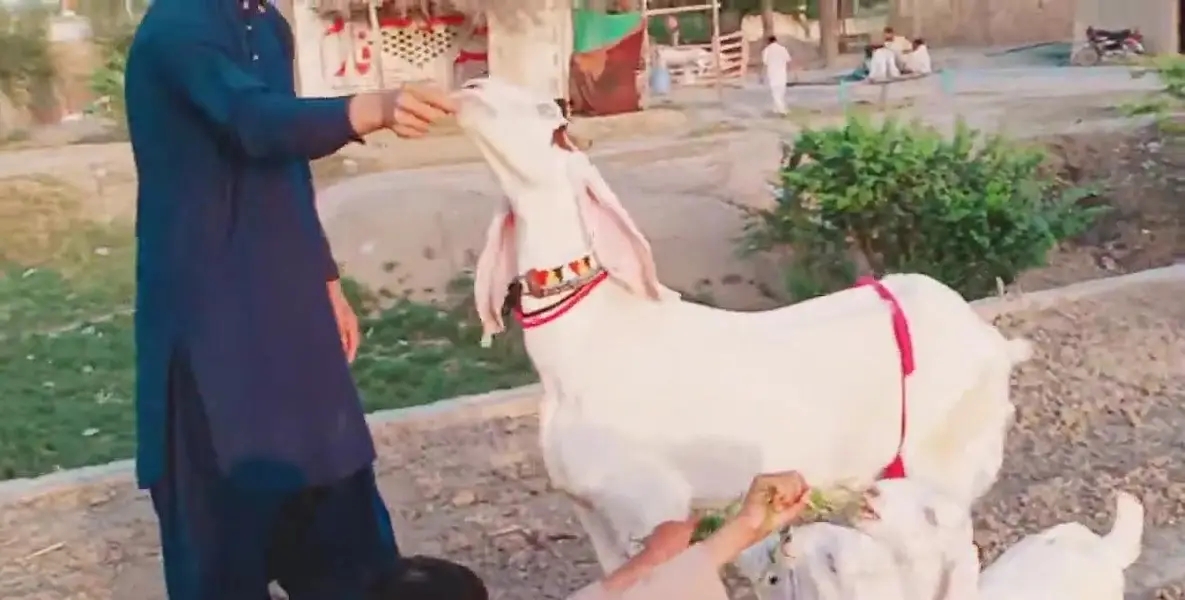 3 Bacchon Ka Sath Desi Bakri For Sale Call _ ___03279583582 — photo 4