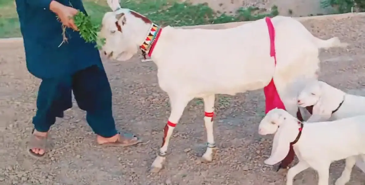 3 Bacchon Ka Sath Desi Bakri For Sale Call _ ___03279583582 — photo 5