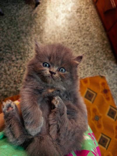 Persian kitten