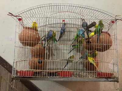 Australion parot