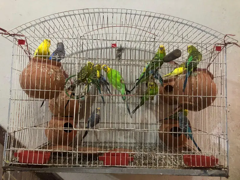 Australion parot — photo 3