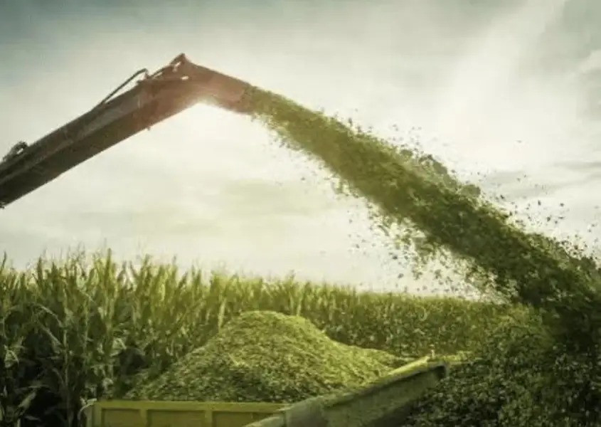 DairyDel Corn Silage (Premium Baharia) — photo 4