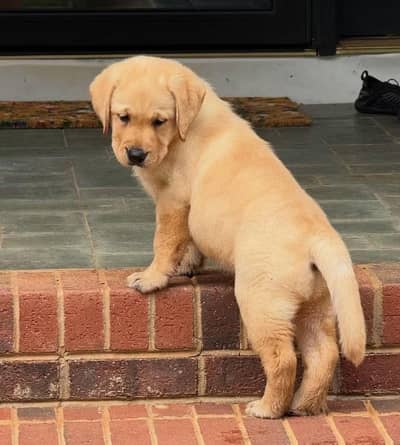 Labrador Dog | | Labrador puppy