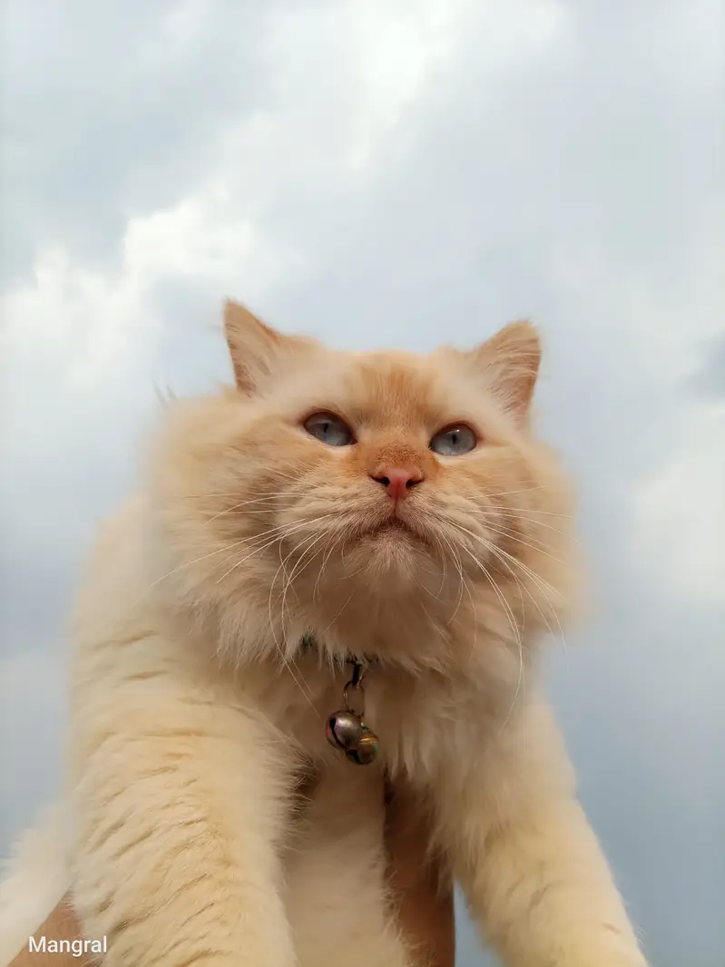 Persian and ragdoll cats & kittens — photo 2
