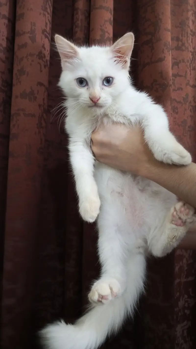 Persian and ragdoll cats & kittens — photo 5