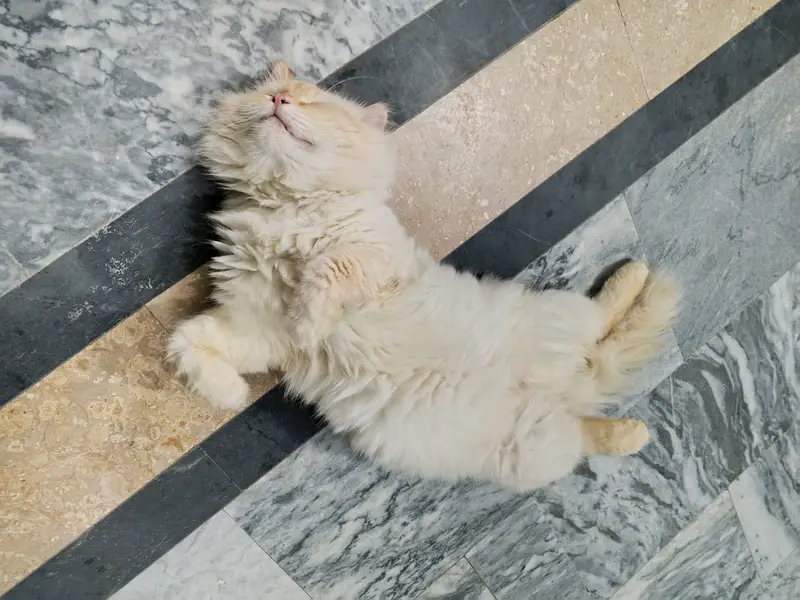Persian and ragdoll cats & kittens — photo 8