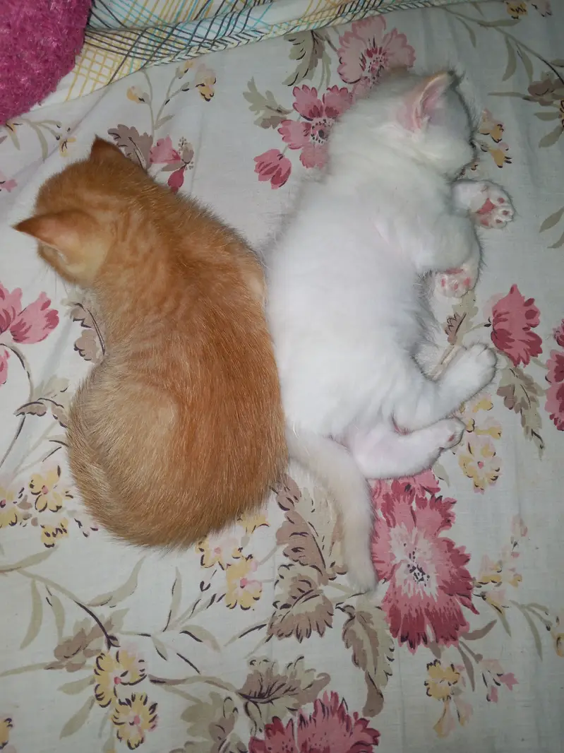 Persian and ragdoll cats & kittens — photo 9