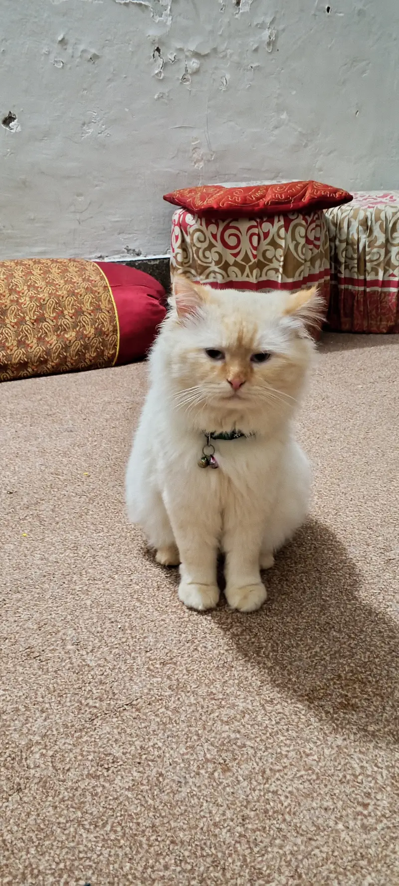 Persian and ragdoll cats & kittens — photo 10