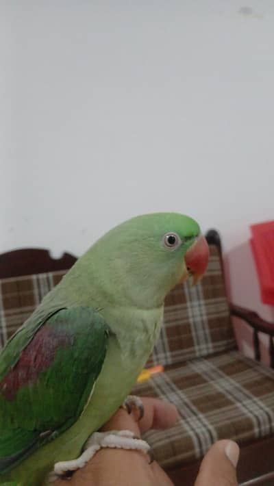 Fully hand tame talking parrot