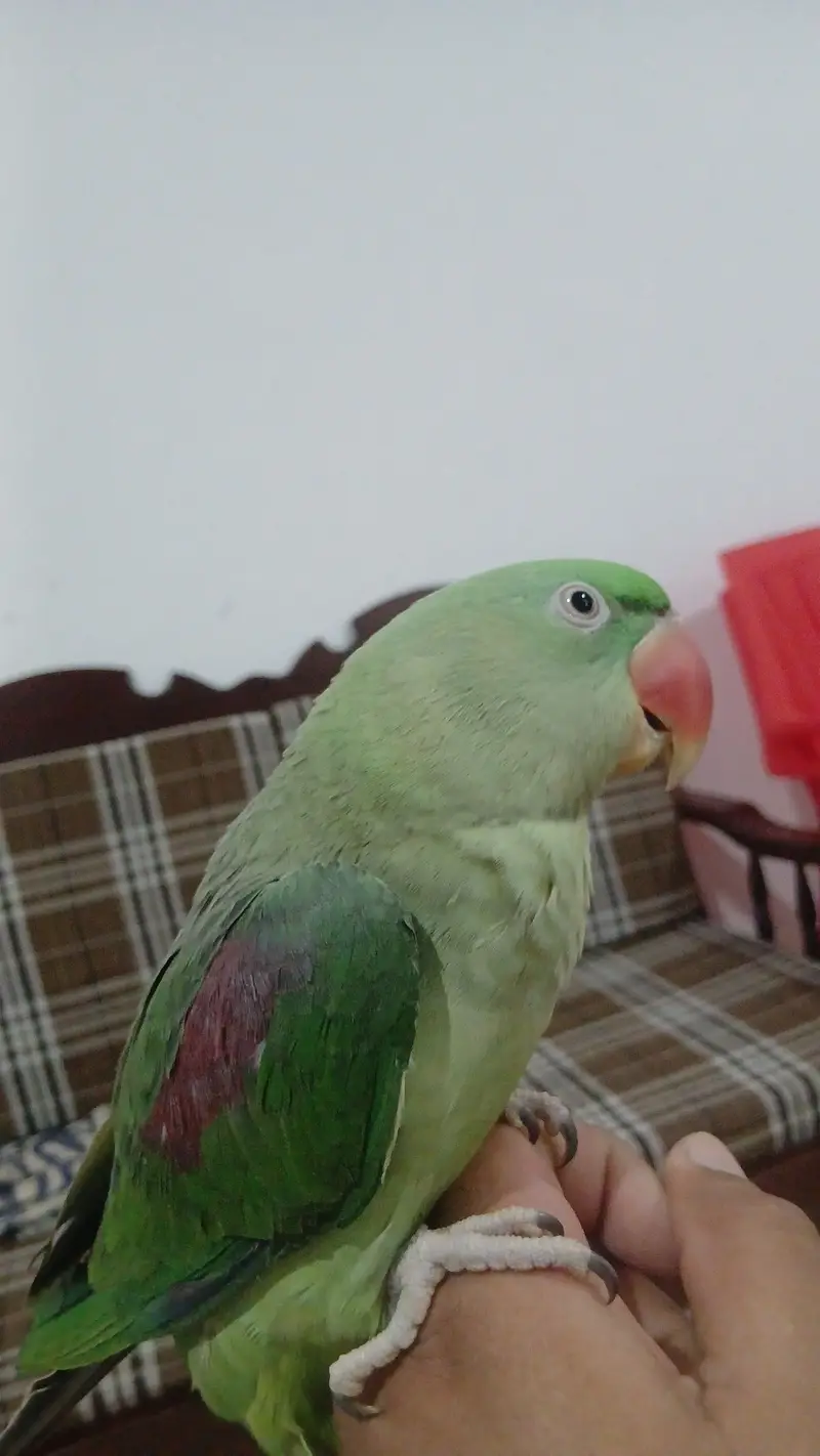 Fully hand tame talking parrot — photo 2