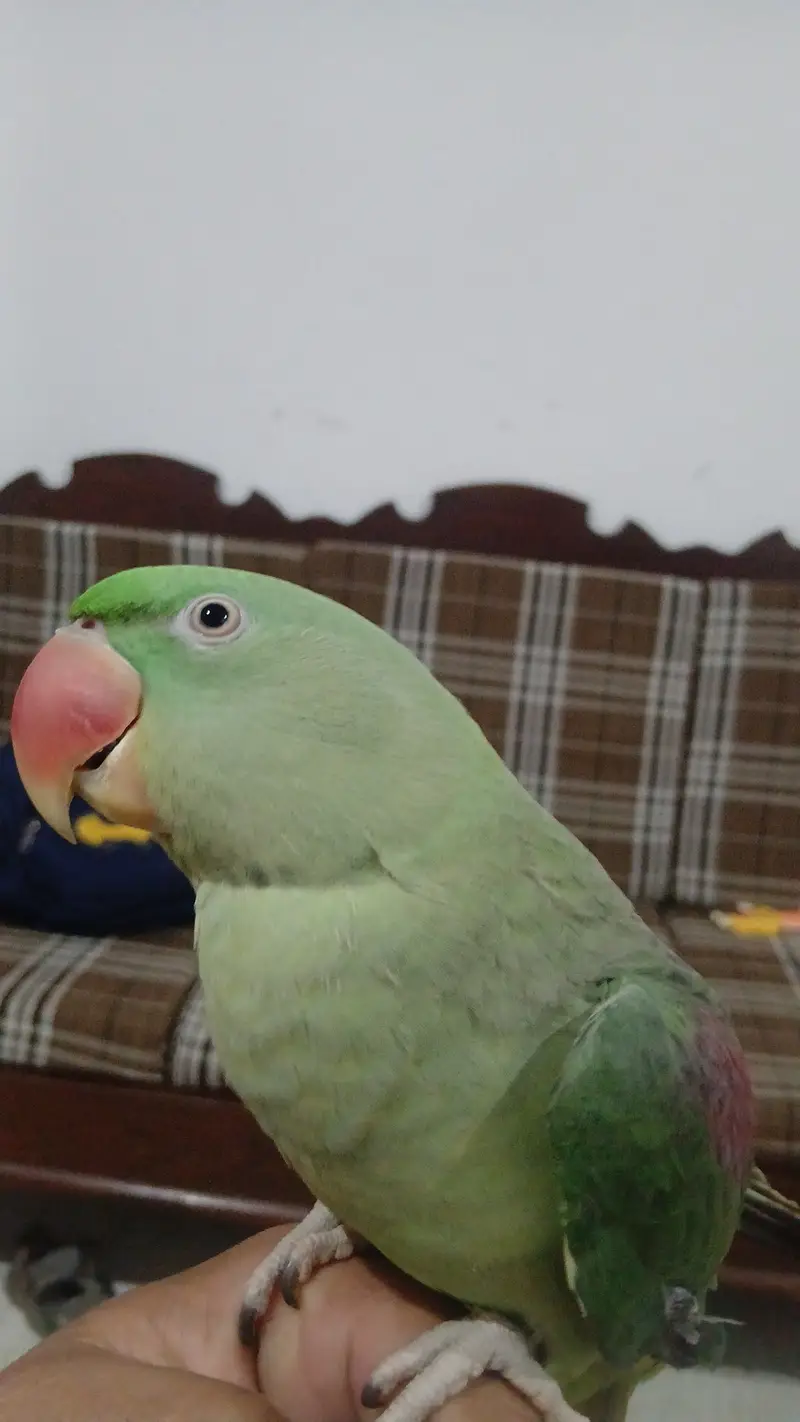 Fully hand tame talking parrot — photo 3