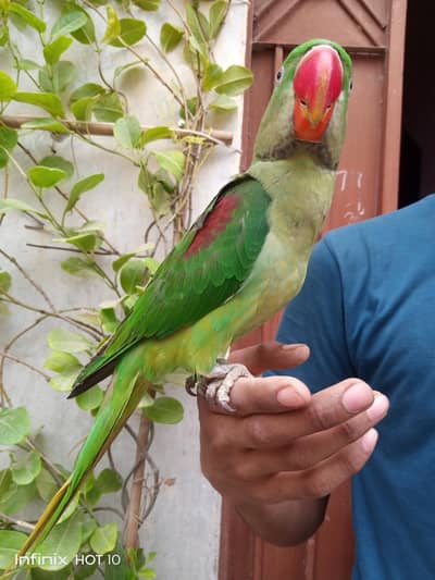 Pahari Tota raw parrot