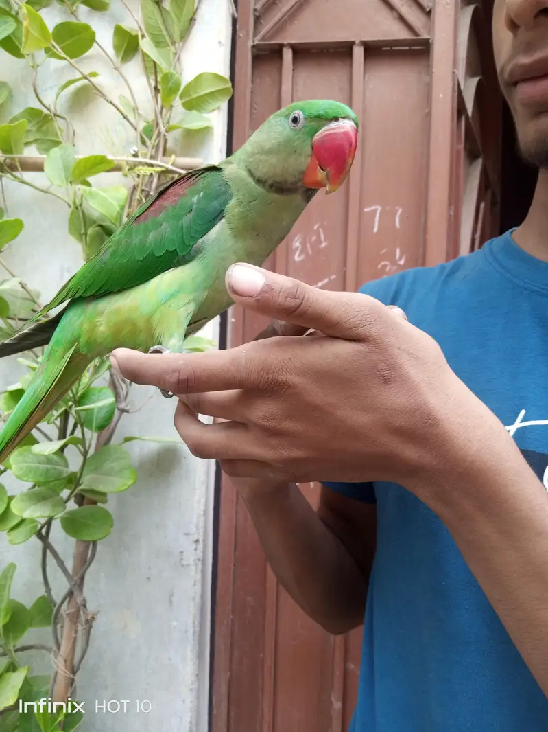 Pahari Tota raw parrot — photo 2