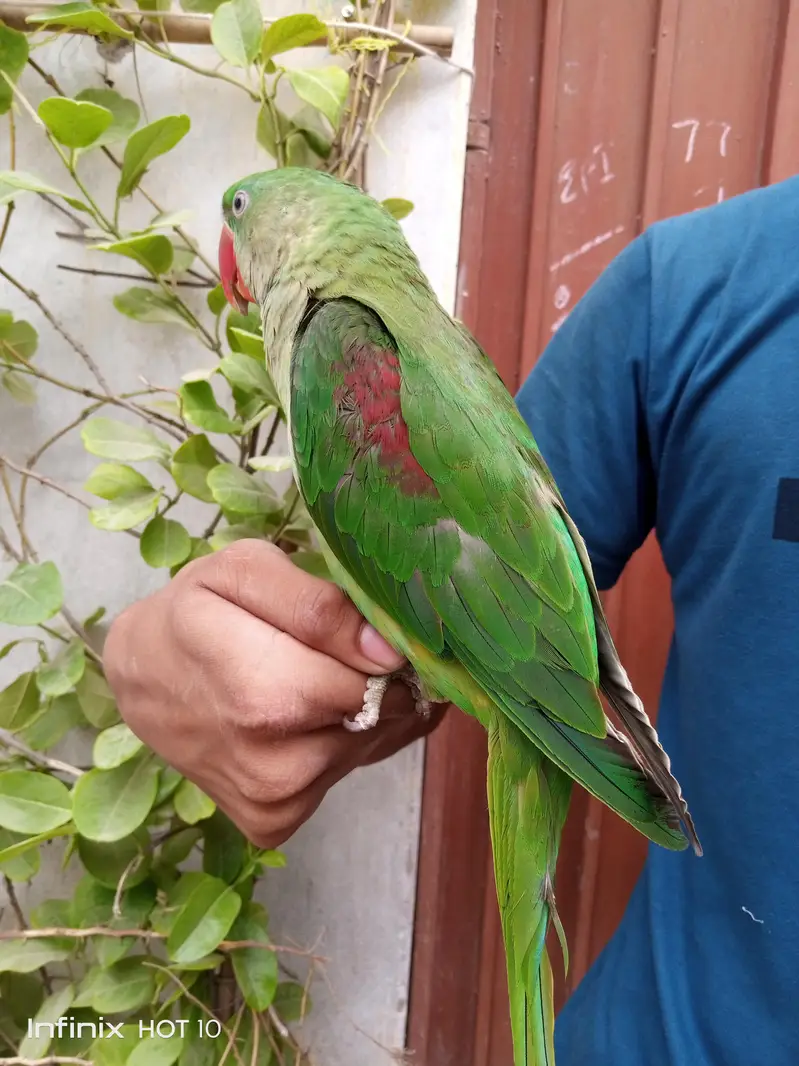 Pahari Tota raw parrot — photo 3