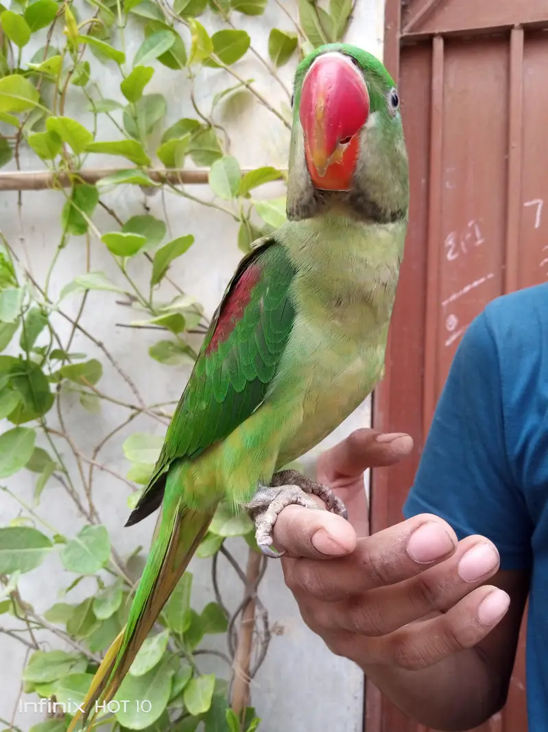 Pahari Tota raw parrot — photo 4
