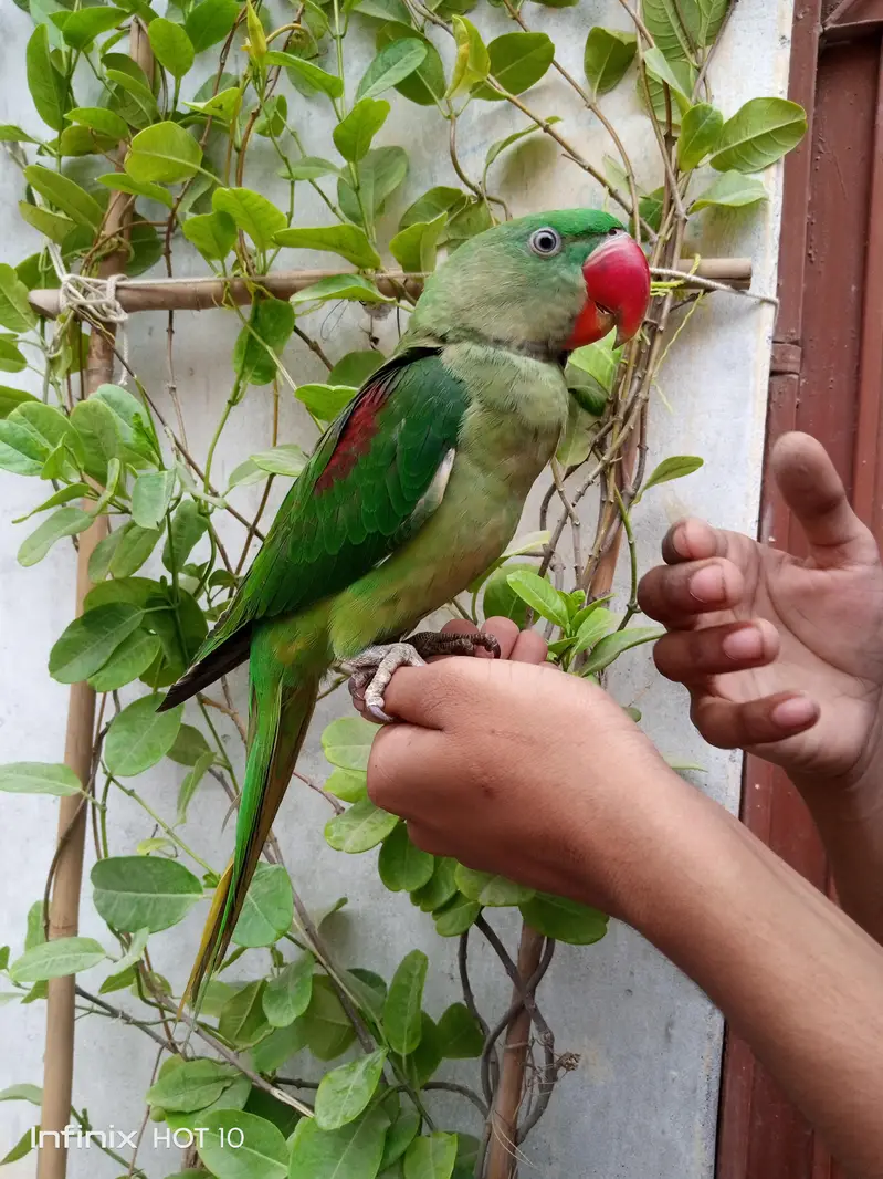 Pahari Tota raw parrot — photo 5
