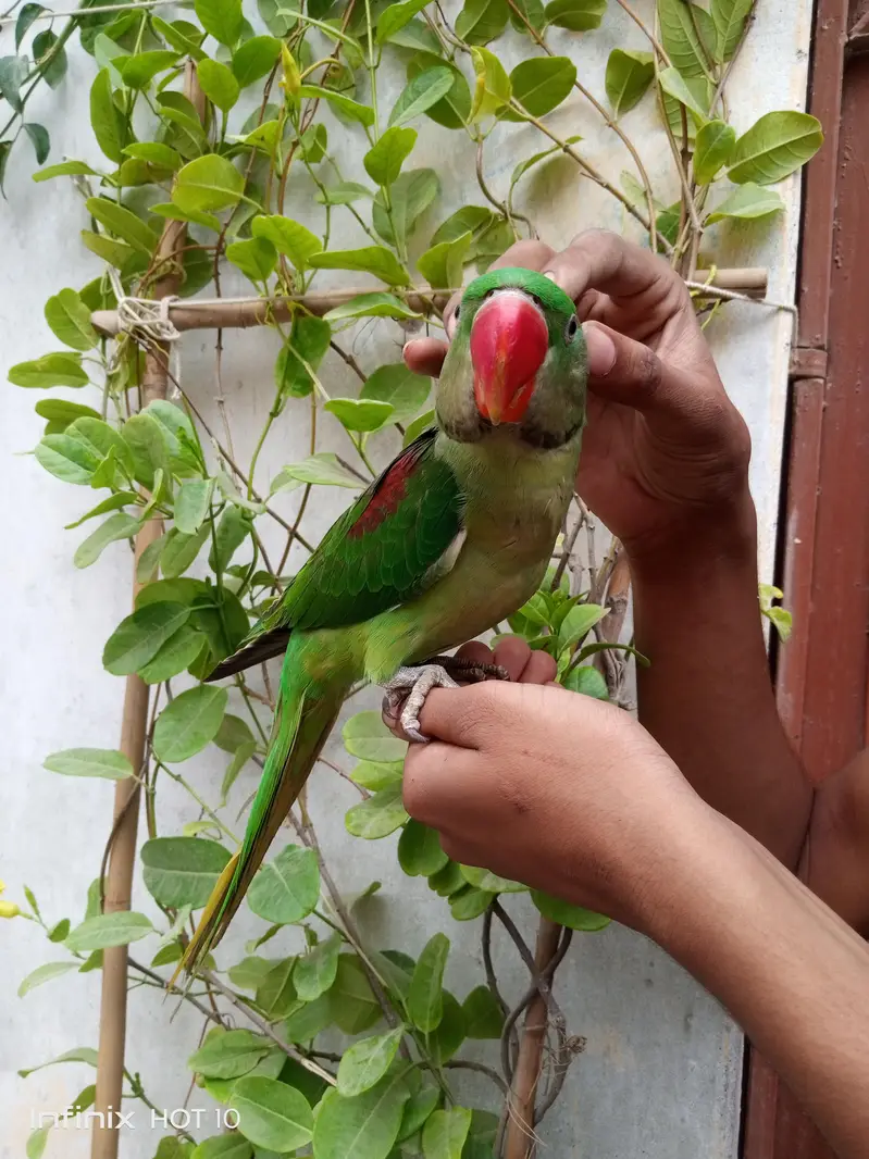 Pahari Tota raw parrot — photo 6