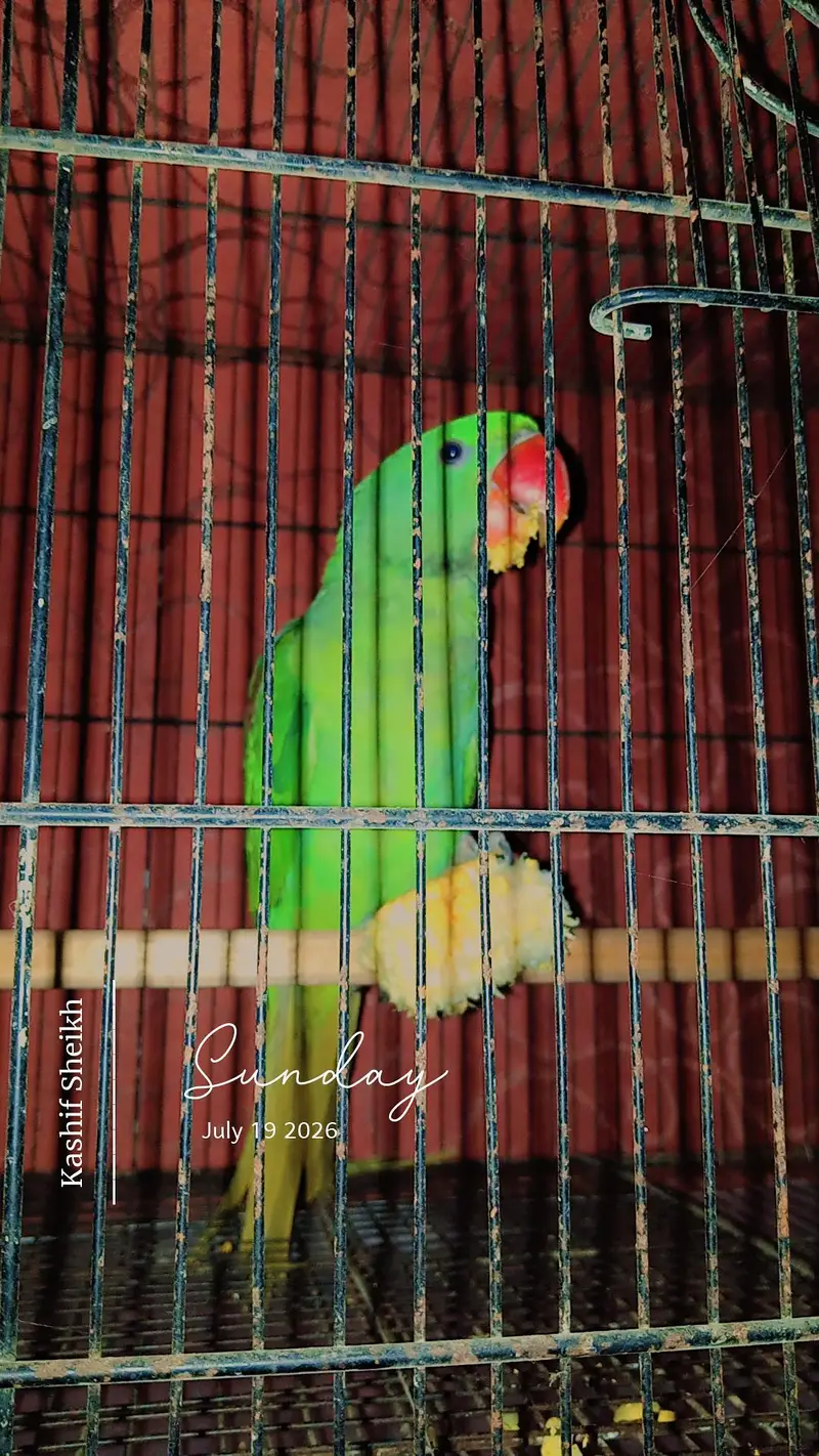 Pahari Tota raw parrot — photo 7