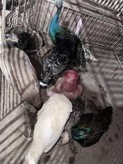Peacock for sale