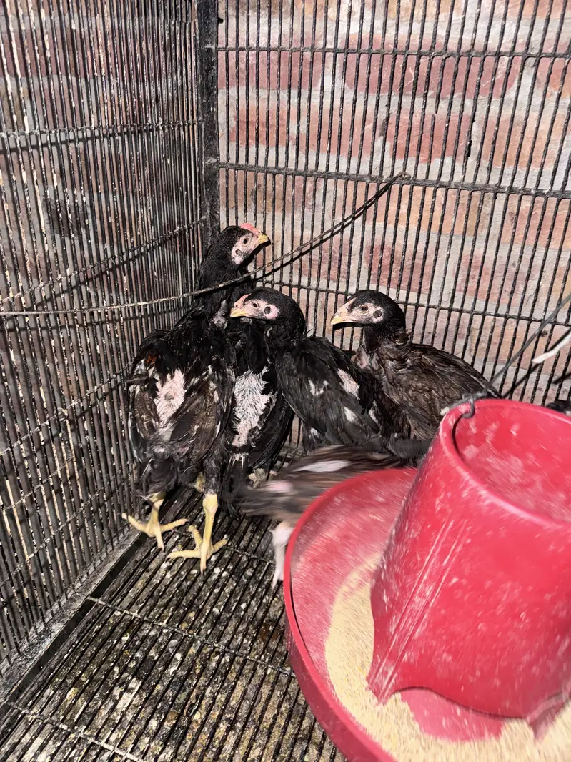 Peacock for sale — photo 2