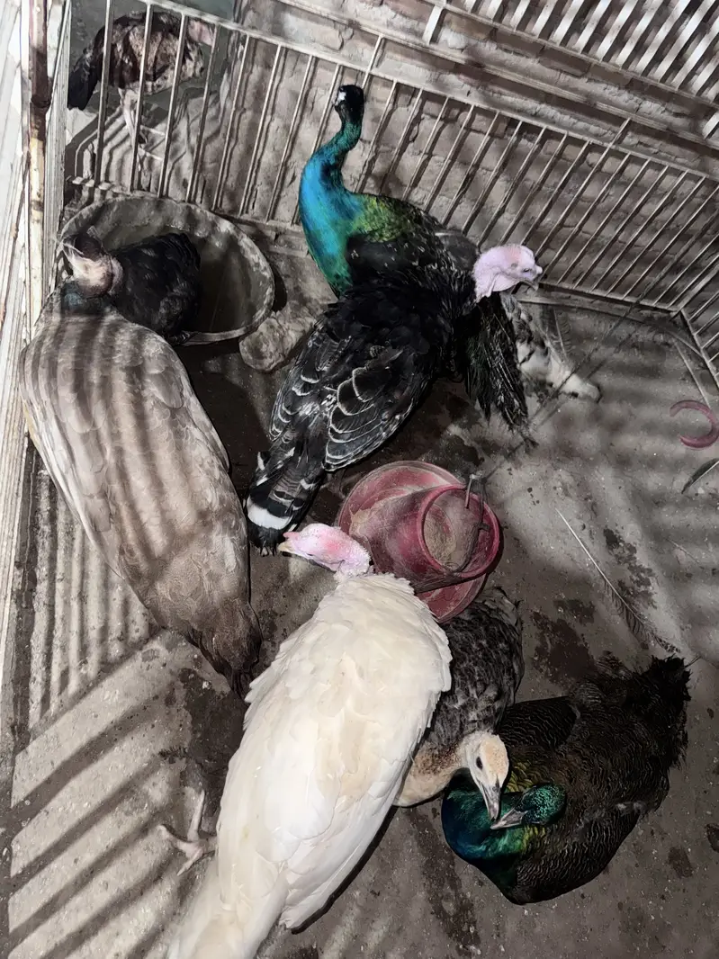 Peacock for sale — photo 4