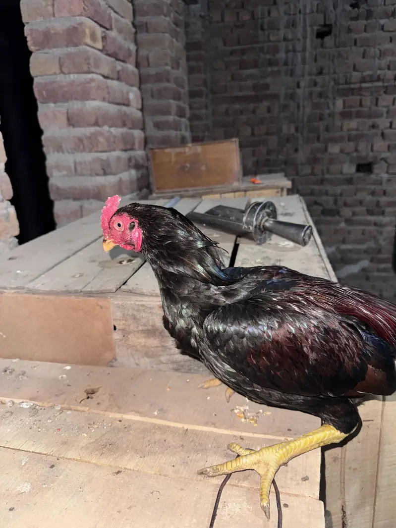 Peacock for sale — photo 5