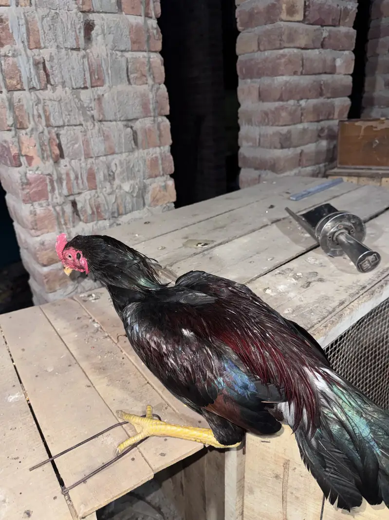 Peacock for sale — photo 6