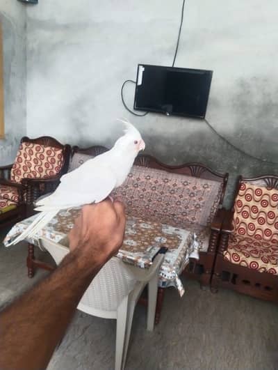 Hand tam and breder coctail female