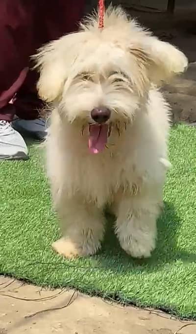 Poodle