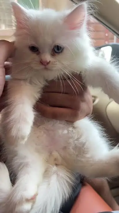 cutest persian kitten available in hyderabad — photo 2
