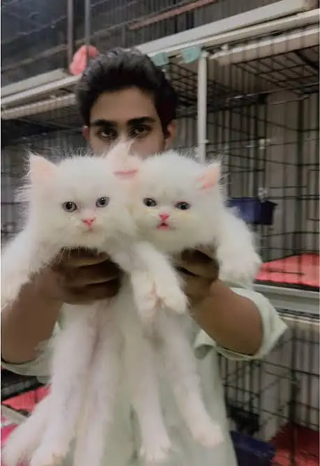 cutest persian kitten available in hyderabad — photo 3
