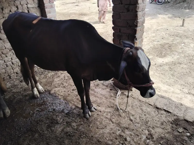 bilkol active aur haldi he. heat main aai he 2 baar heat hoi he — photo 2