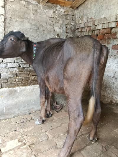 very beautiful and healthy buffalos kati