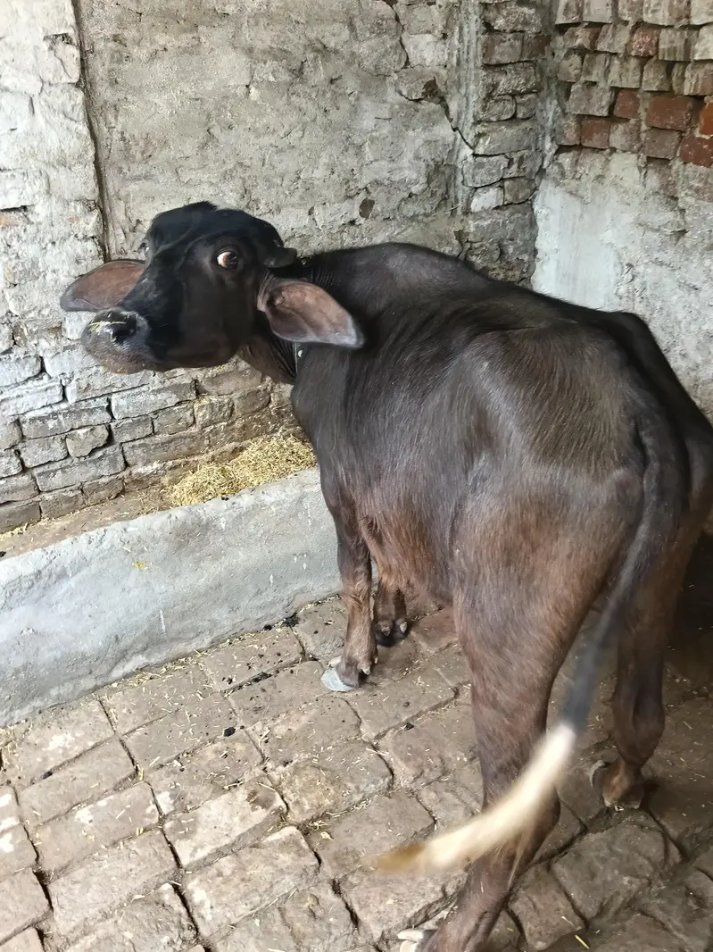 very beautiful and healthy buffalos kati — photo 2