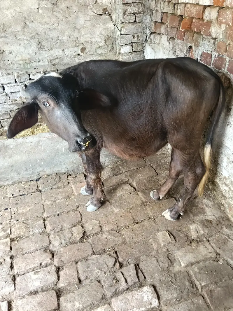 very beautiful and healthy buffalos kati — photo 3
