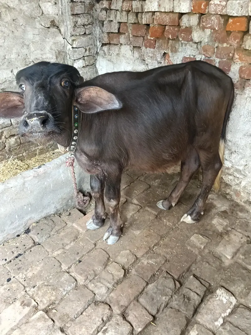 very beautiful and healthy buffalos kati — photo 4
