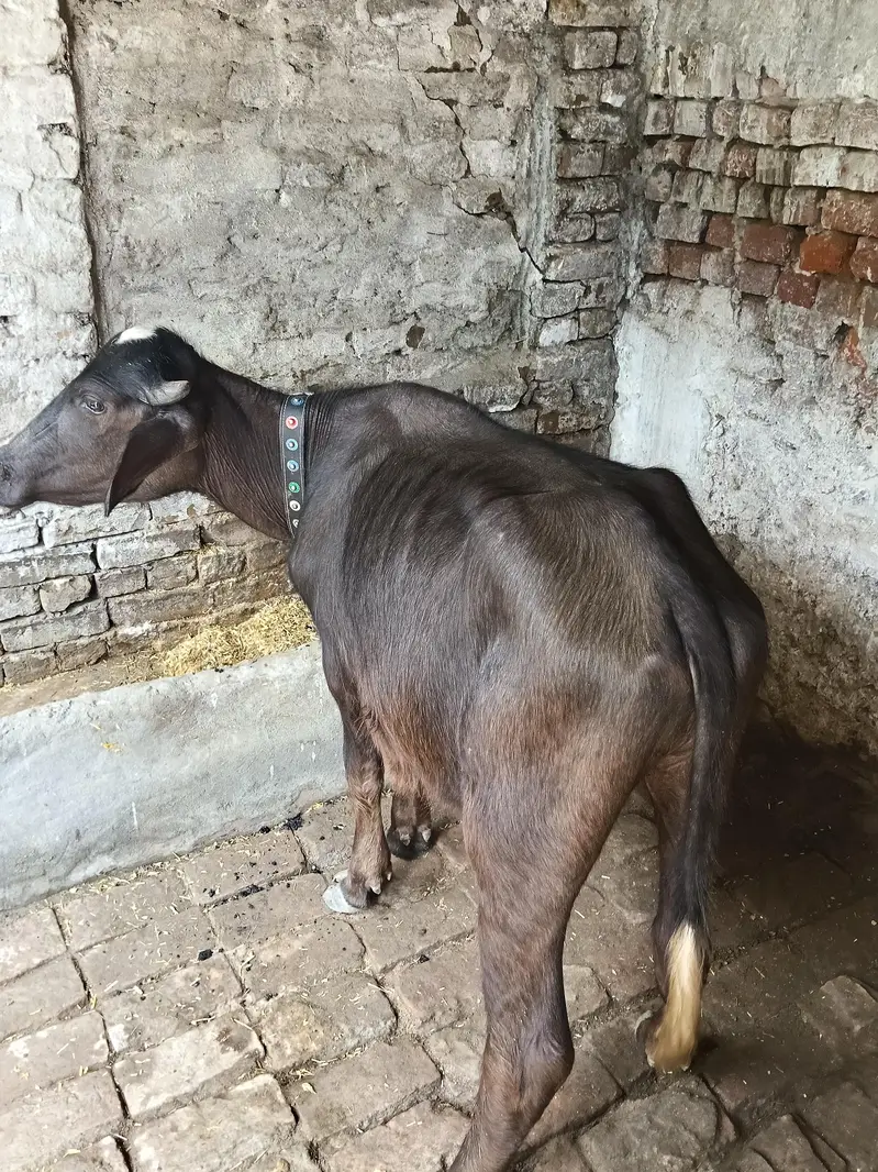 very beautiful and healthy buffalos kati — photo 5