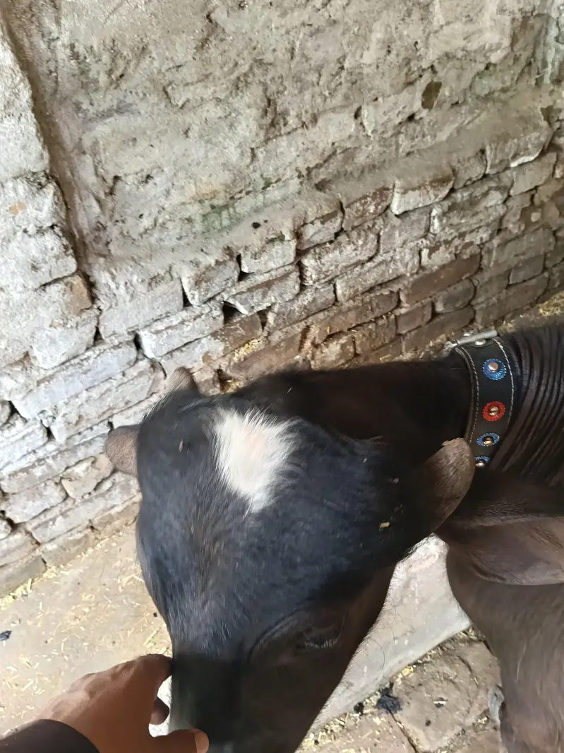 very beautiful and healthy buffalos kati — photo 6