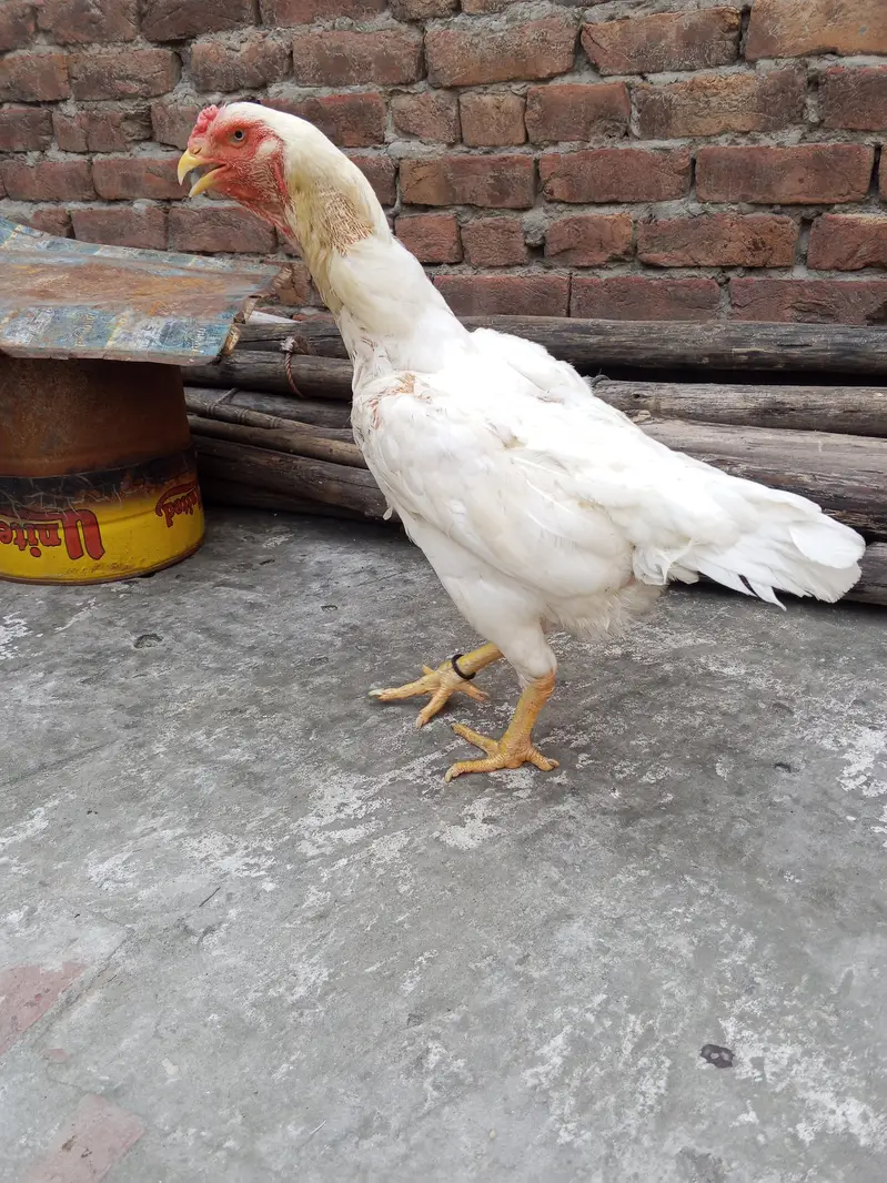 Aseel shamo paper white Egg de rhi h 03077036825 — photo 2