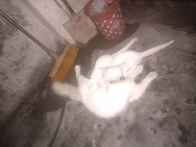 pershion Cat