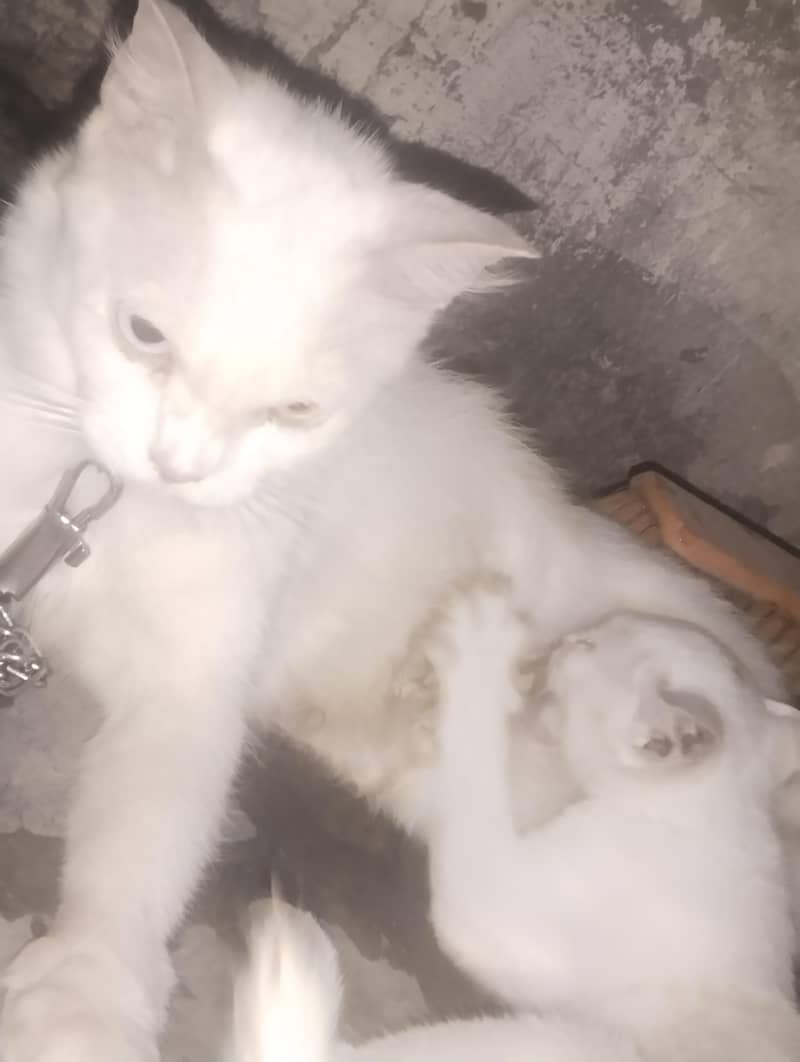 pershion Cat 2
