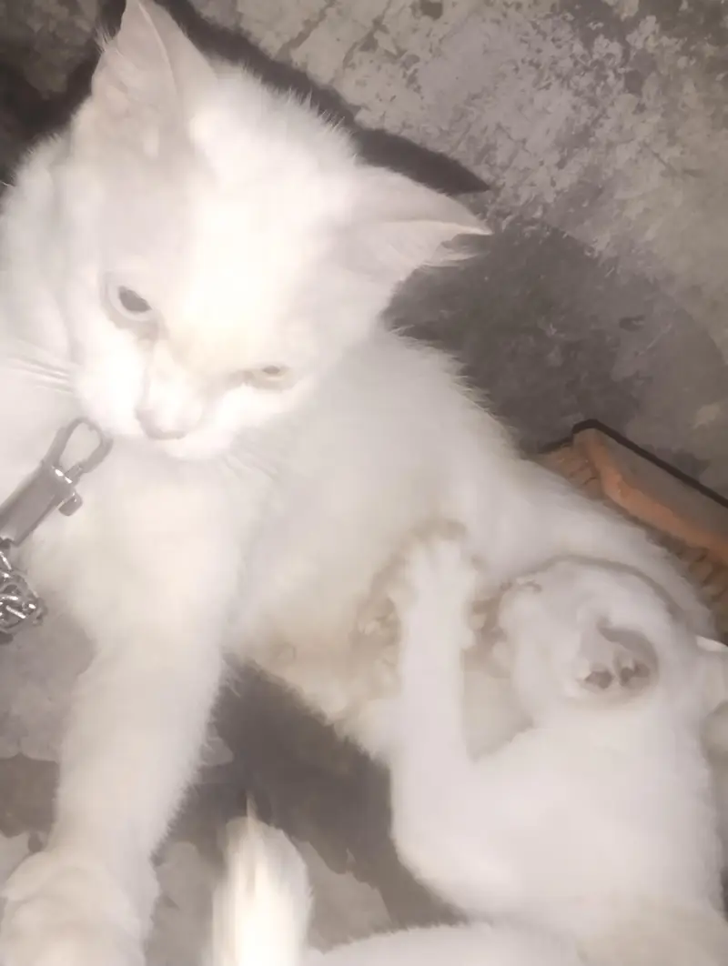 pershion Cat — photo 3