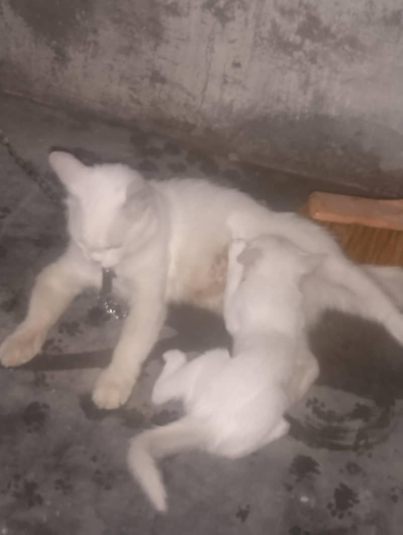 pershion Cat 3